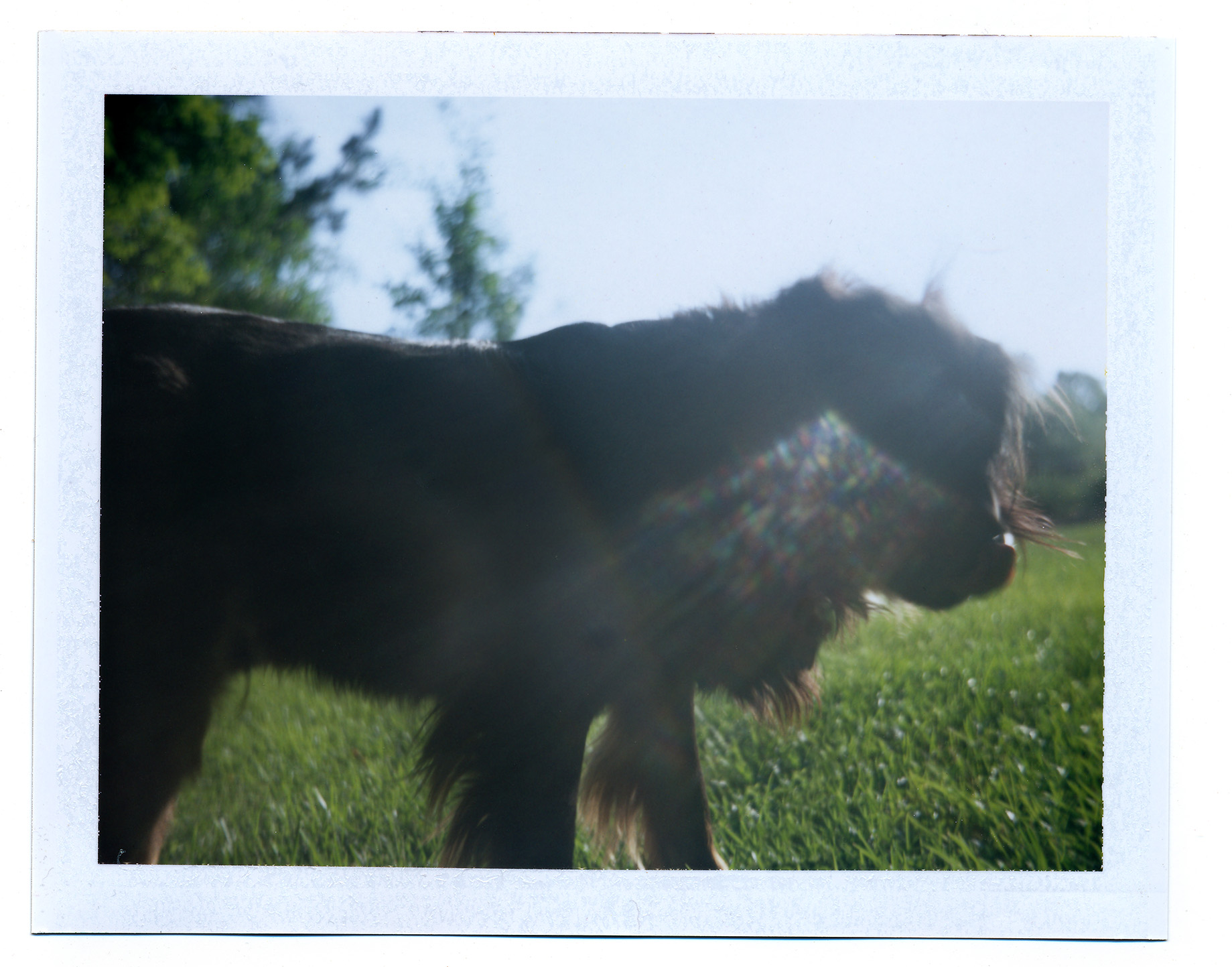 Embo_polaroid_noleash.jpg