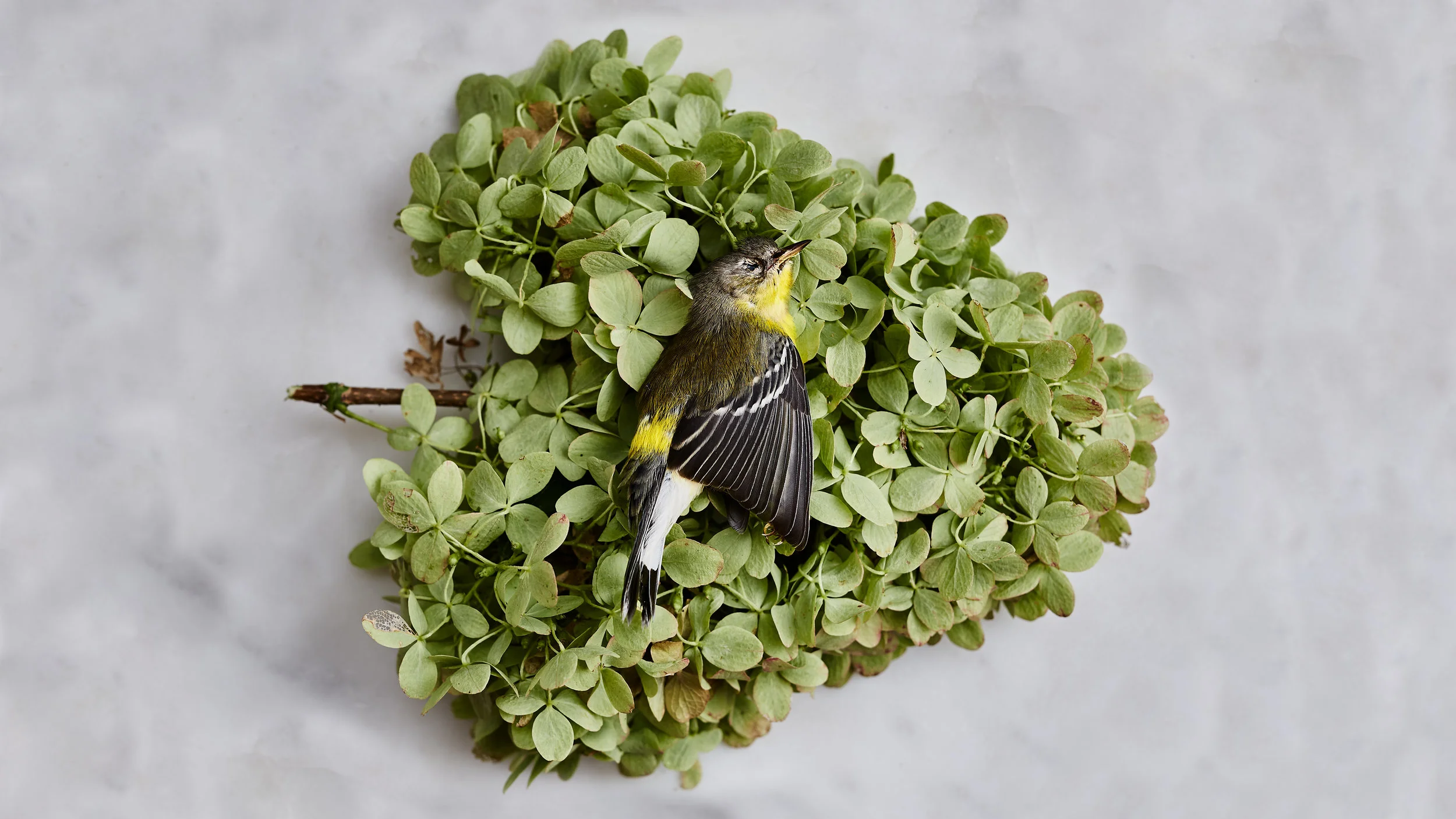 wa_090517_bird.jpg