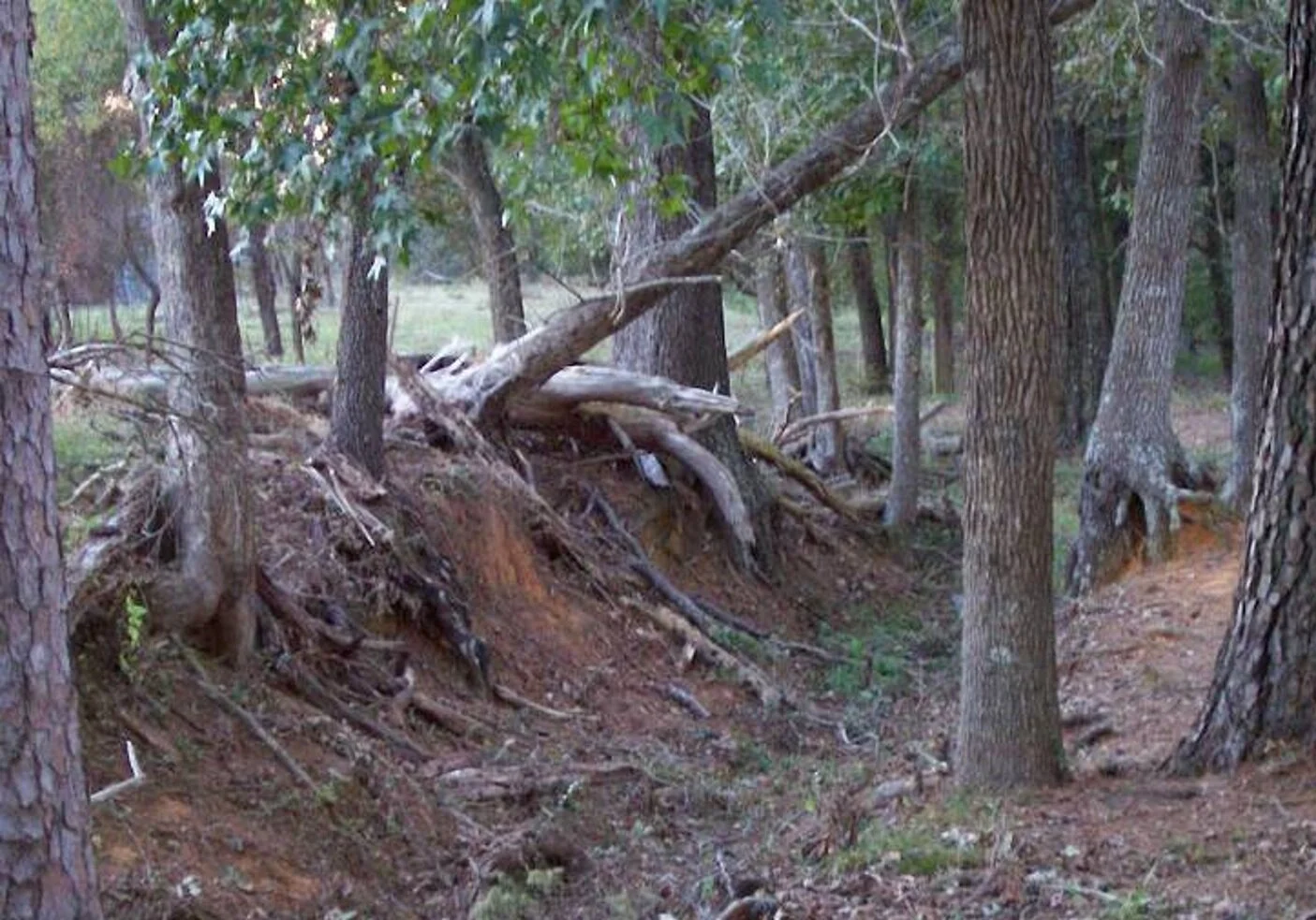 Losing the Trail Trammel's Trace and William's Settlement — Trammel's