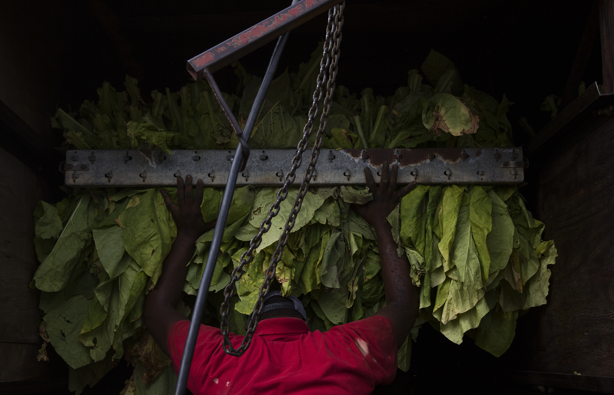 Over 100 years old, Pine Knot Farms in Hurdle Mills, NC, is a black owned and operated farm by Stanley Hughes. He is known as one of the first in the state to grow certified organic tobacco. Bryan Anderson, pictured, is a third generation farme