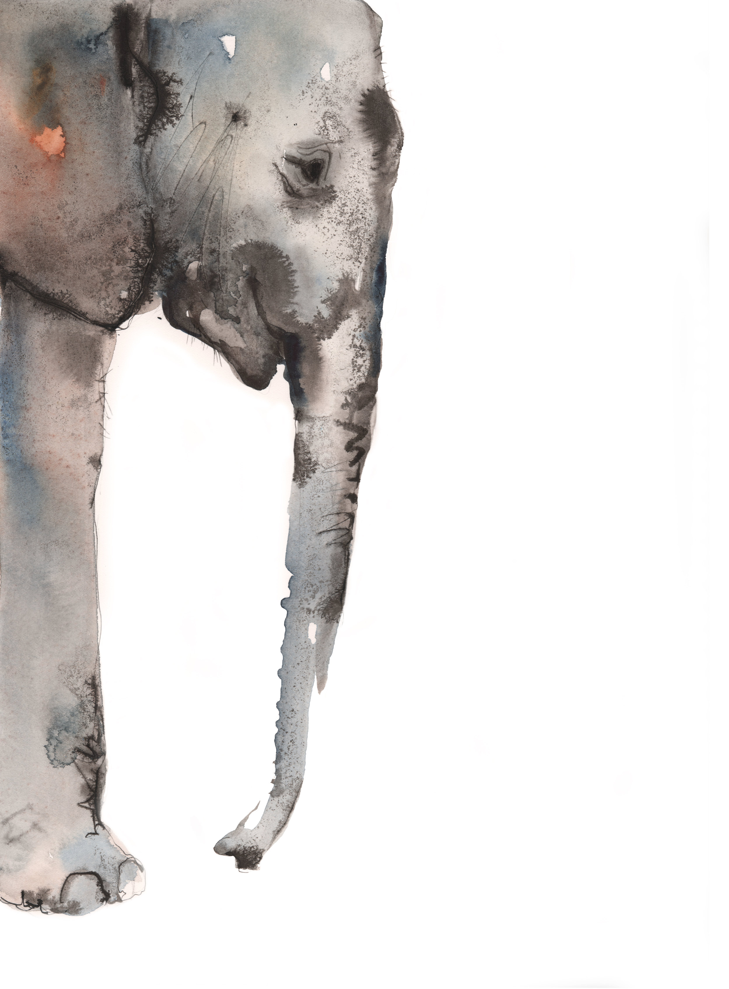 Elephant.jpg