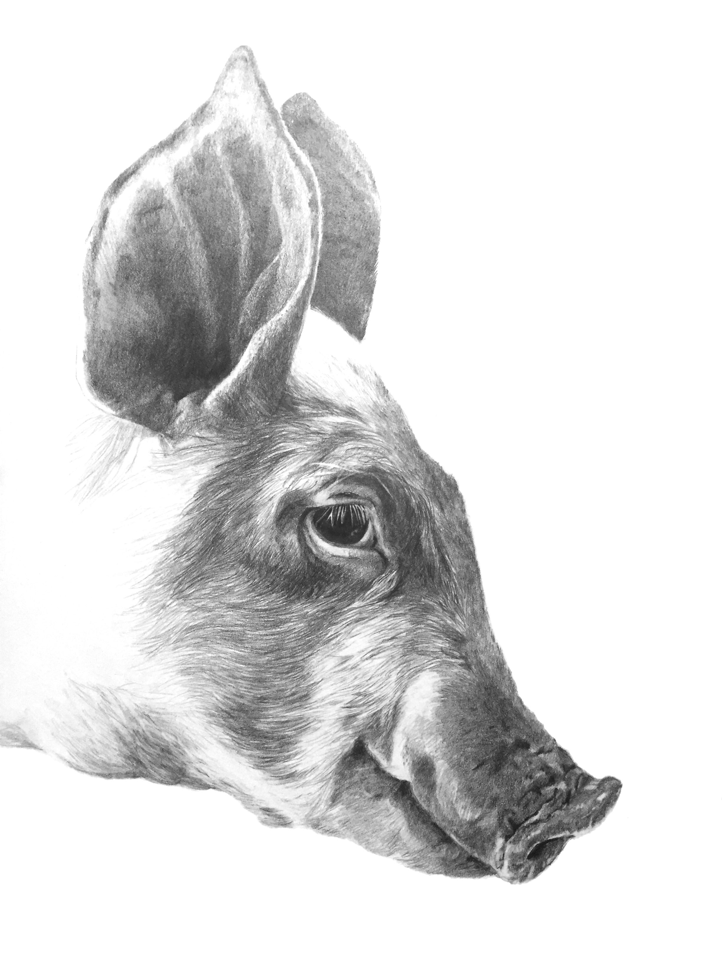 Pigjune12v2.jpg