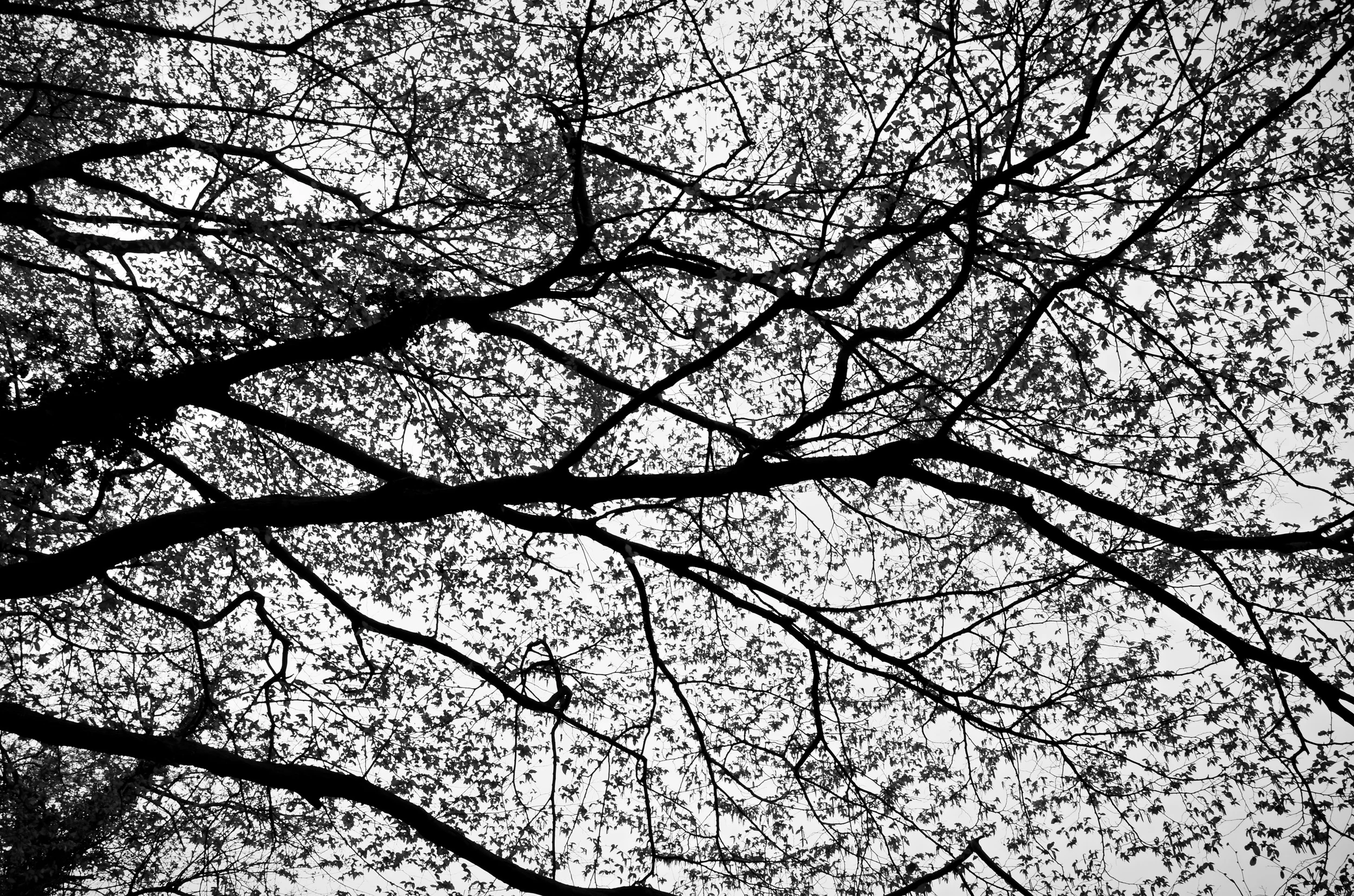 "Someone is sitting in the shade today because someone planted a tree a long time ago." - Warren Buffett