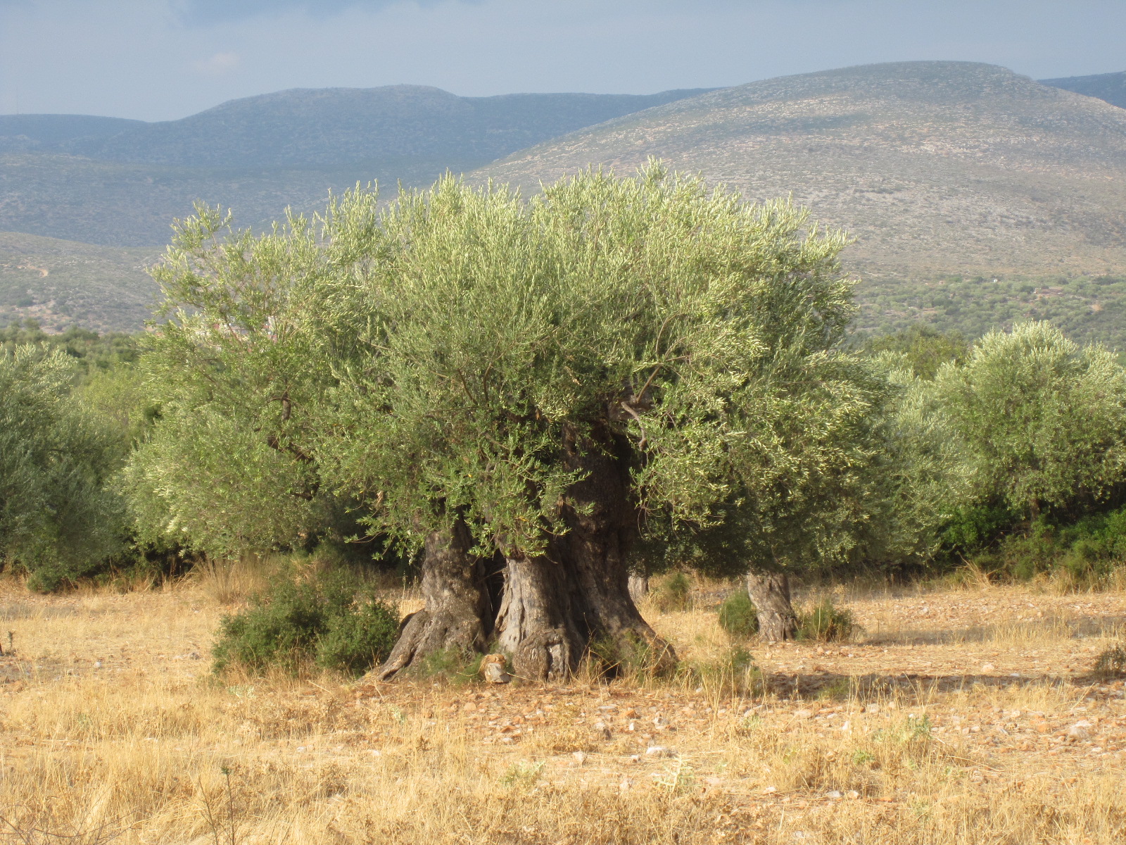 A Kouzini tree dating back over a thousand years!