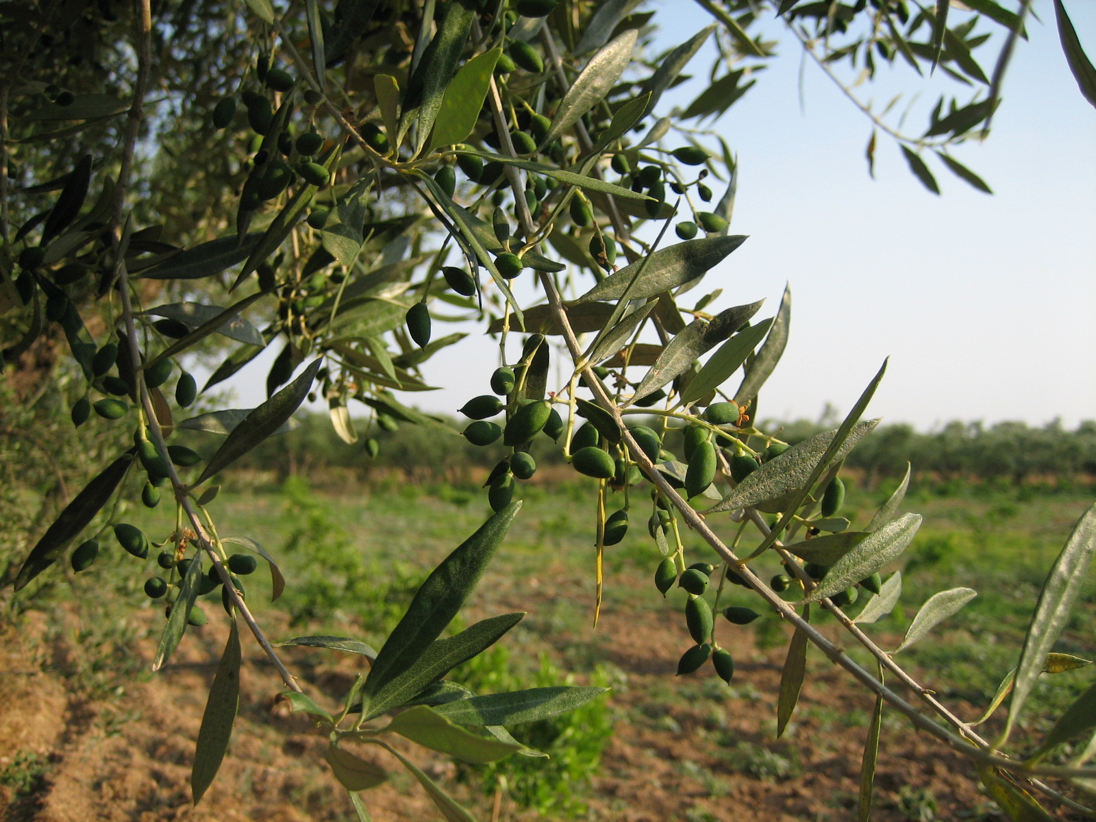 Kouzini olives getting ready for the harvest!
