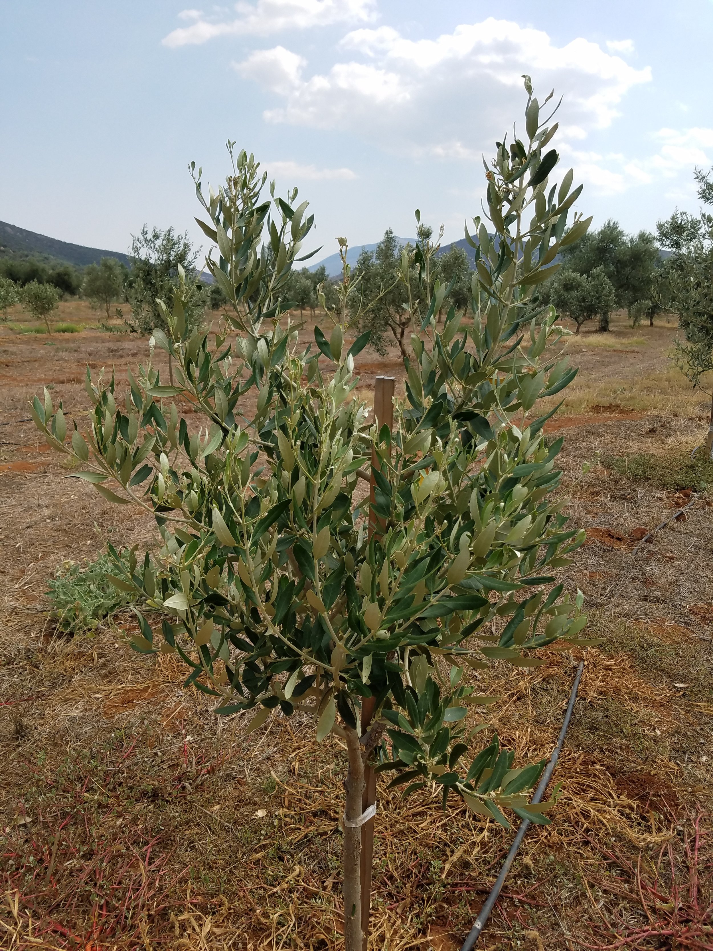 A baby Kouzini tree!