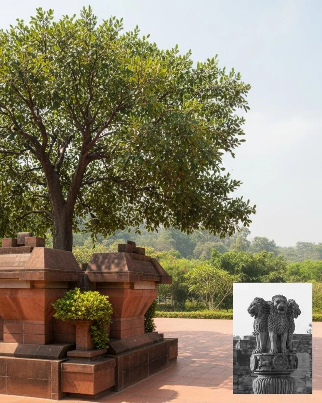 A large green tree is planted in a decorative red stone planter on a paved area, with a background of trees and a partly cloudy sky.