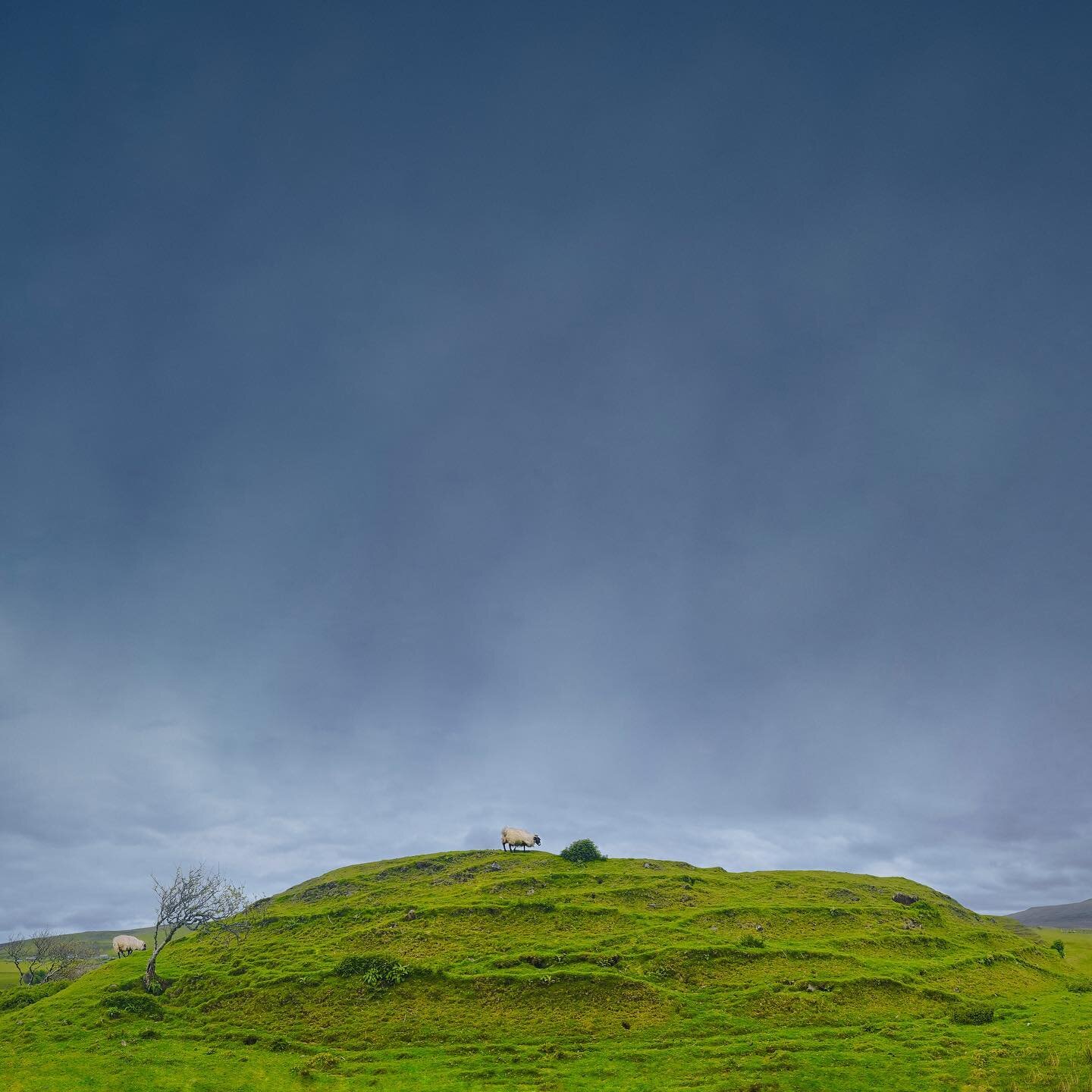 A memory from Scotland #scotland #scotlandhighlands #highlands #sheep #fineartphotography #landscapephotography #travelphotography #naturephotography #iglandscape #landscapecapture #landscapelovers #travelscenes #ig_landscape ##fiftyshades_of_nature 