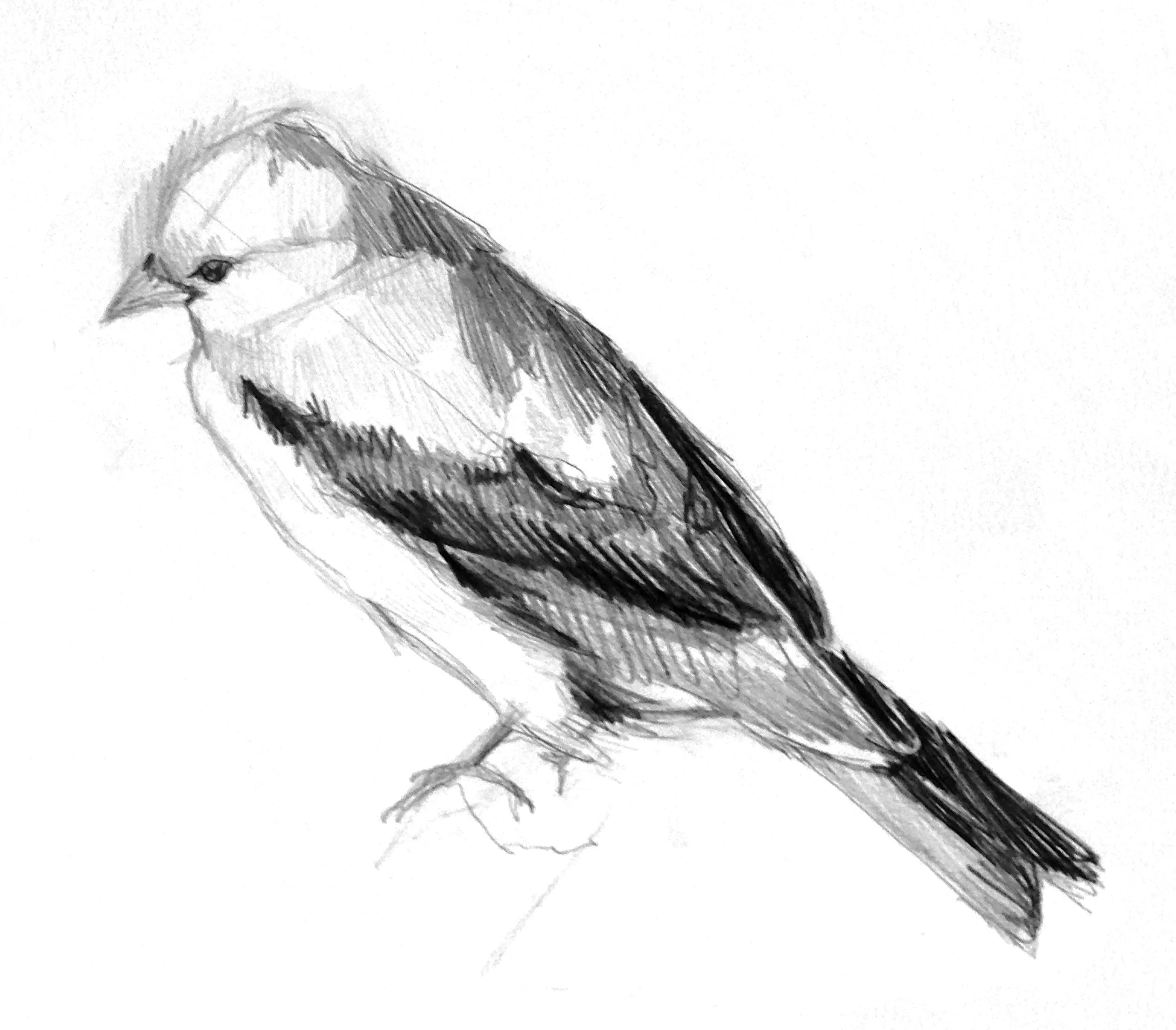 tanager_sketch3.jpg