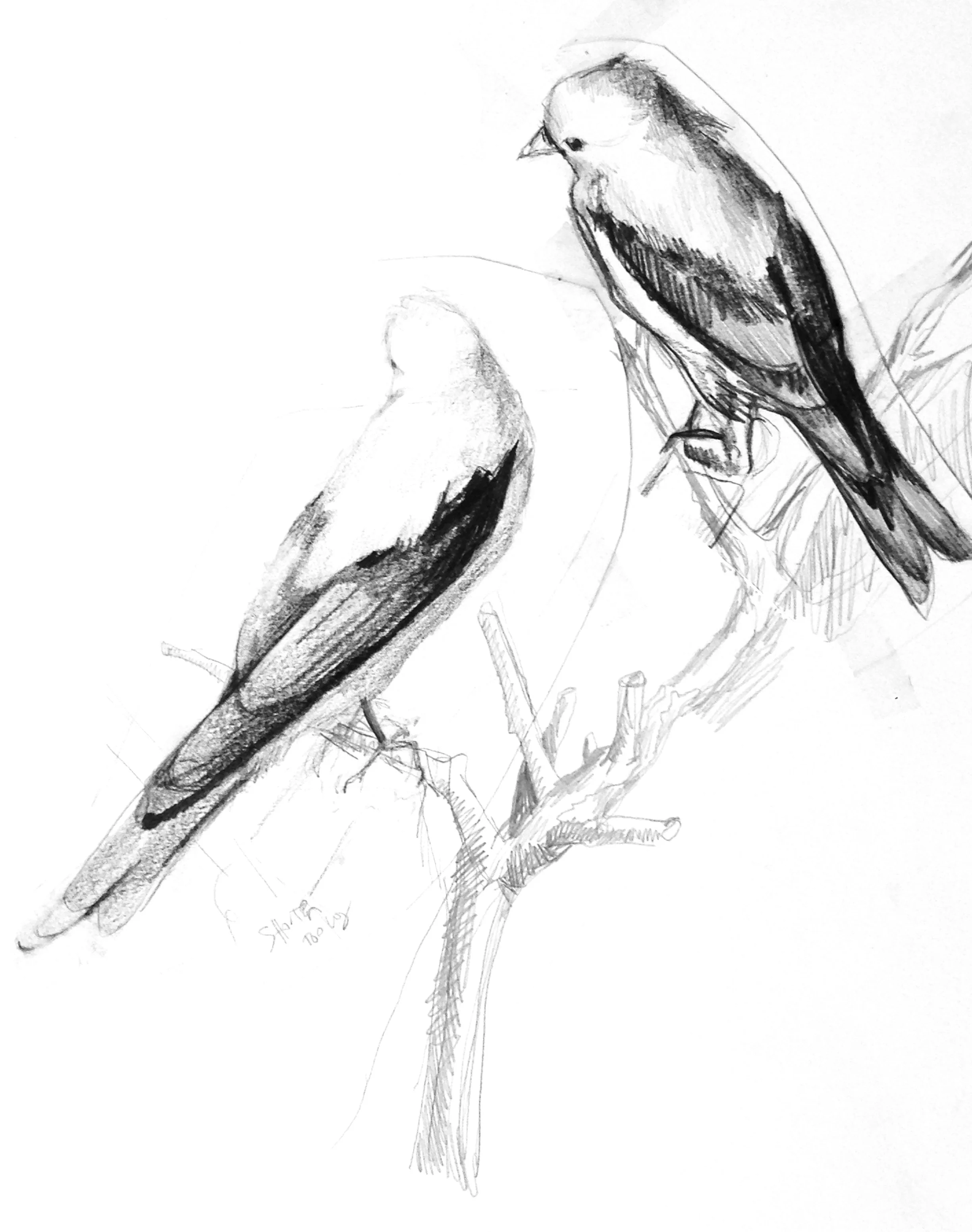 tanager_sketch4.jpg