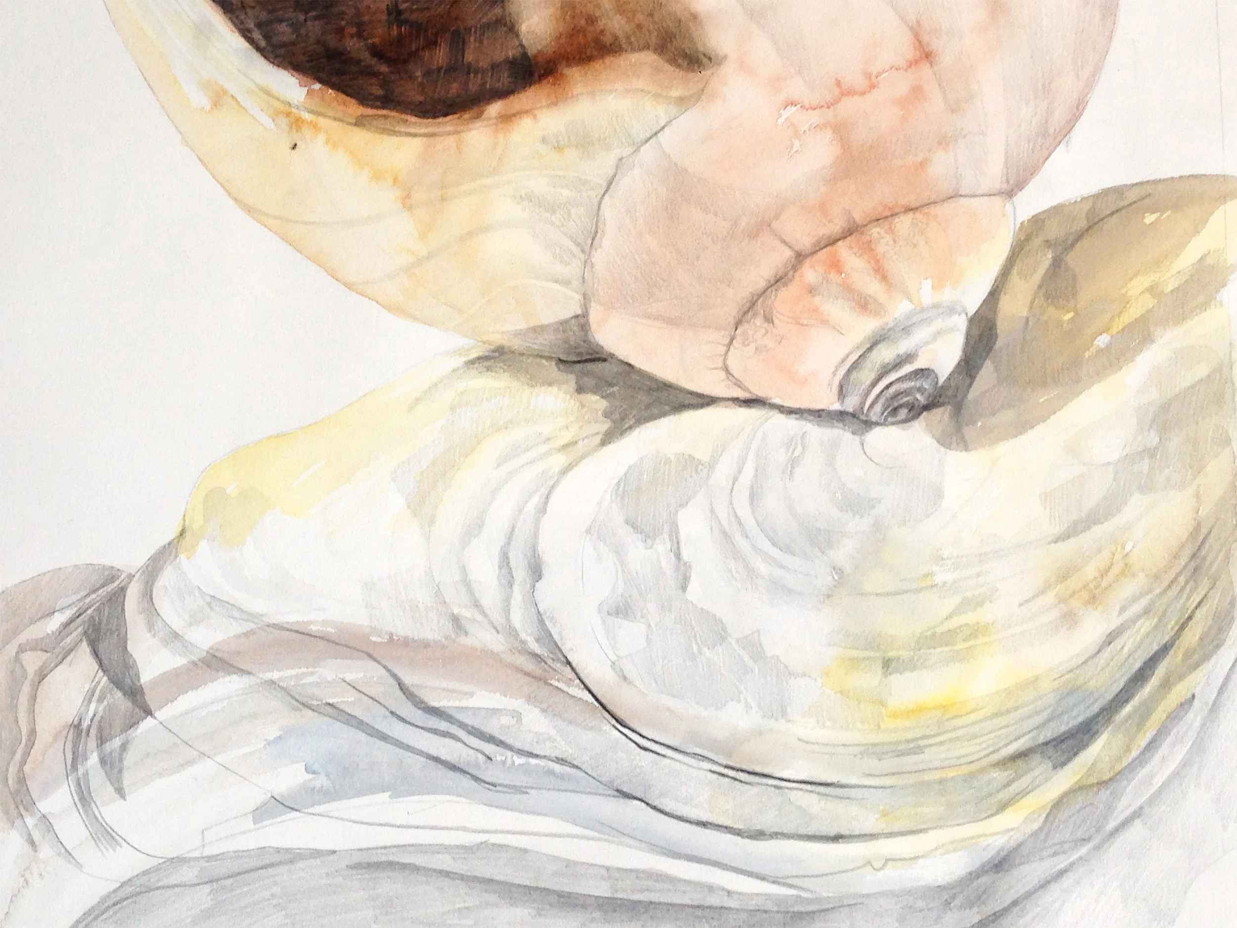 shell_study1.jpg