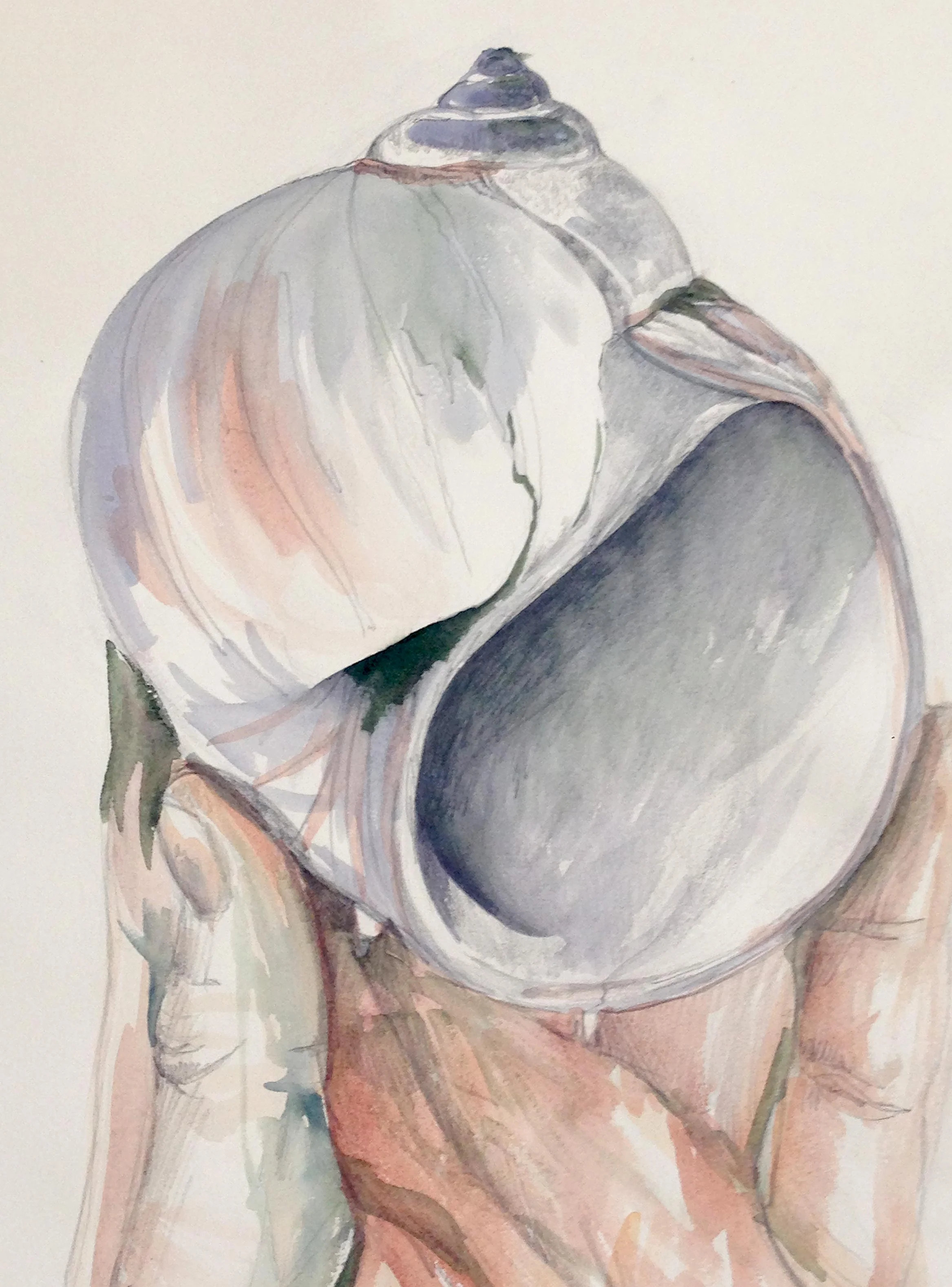 shell_study2.jpg