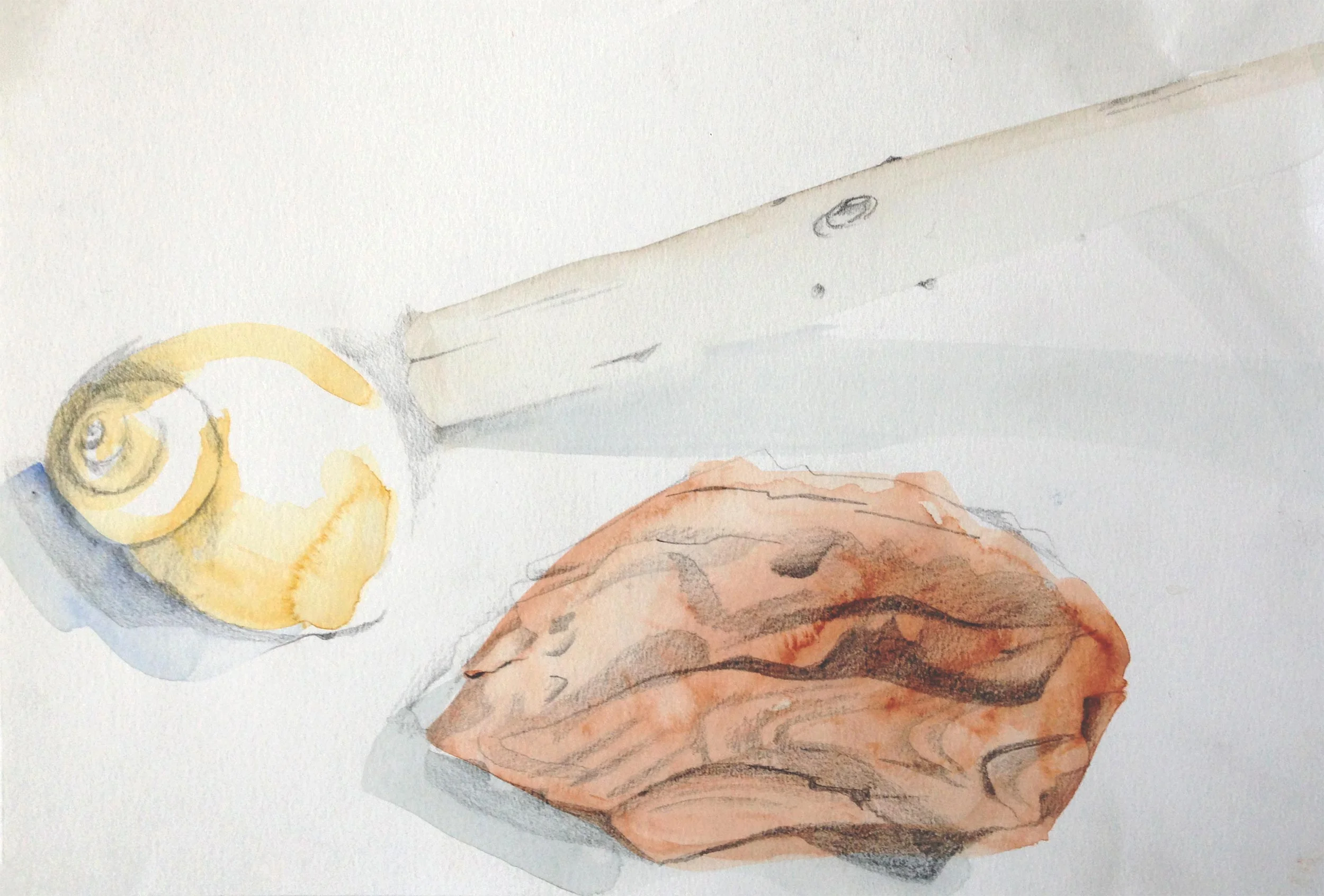shell_study3.jpg