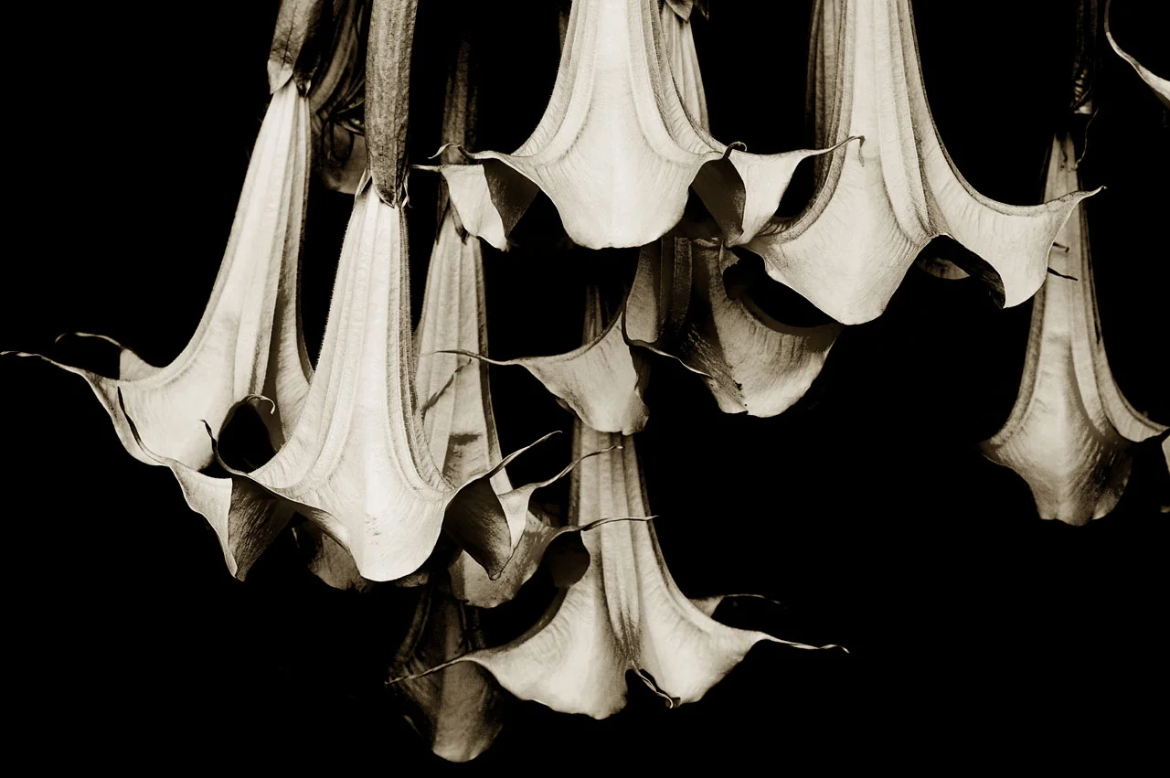 Angel Trumpets