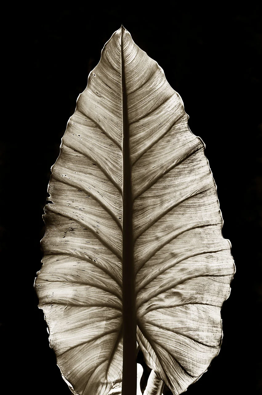 Elephant Ear