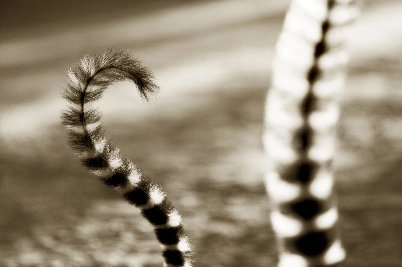Pipecleaner Ringtailed
