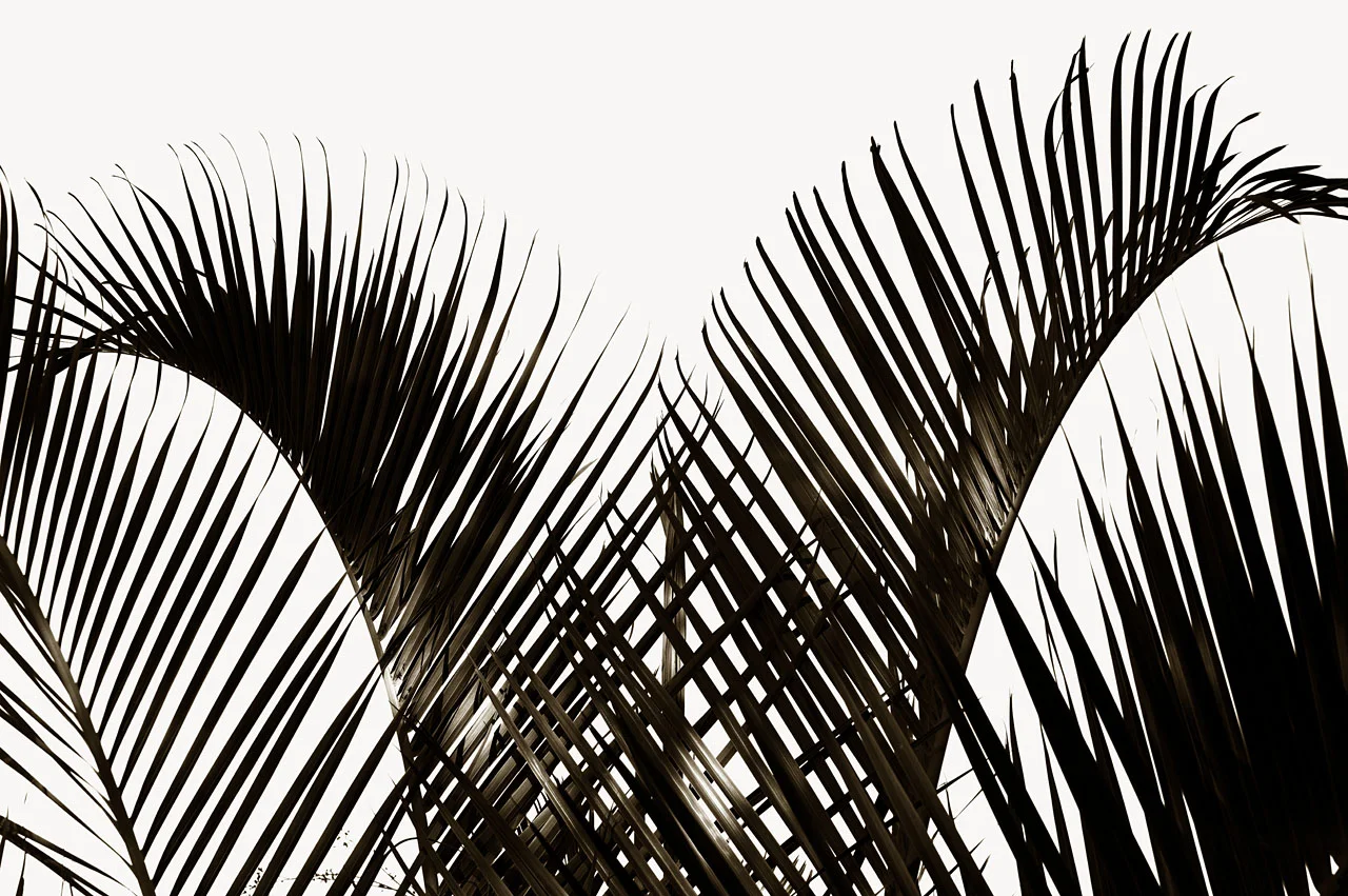 Triangle Palm