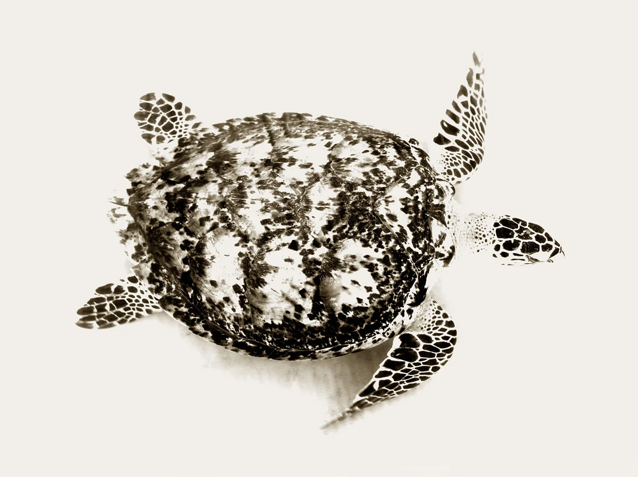 Turtle