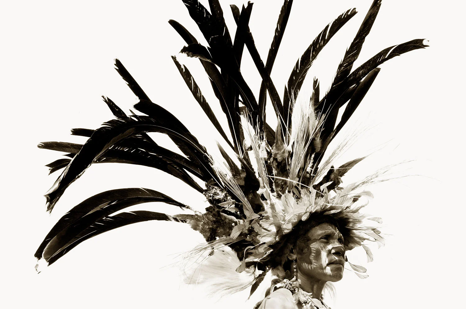 Bird Of Paradise