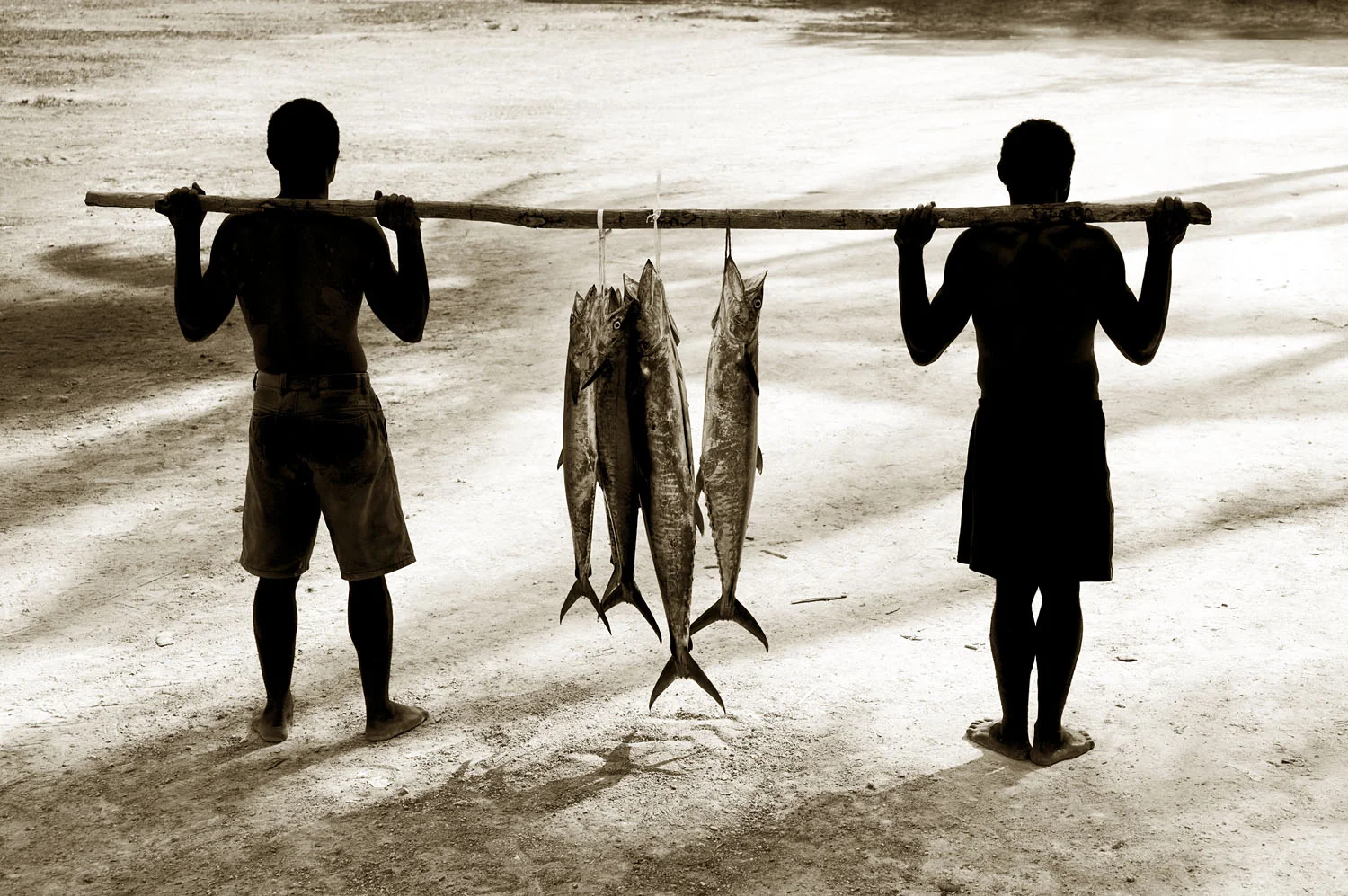 Mackerel
