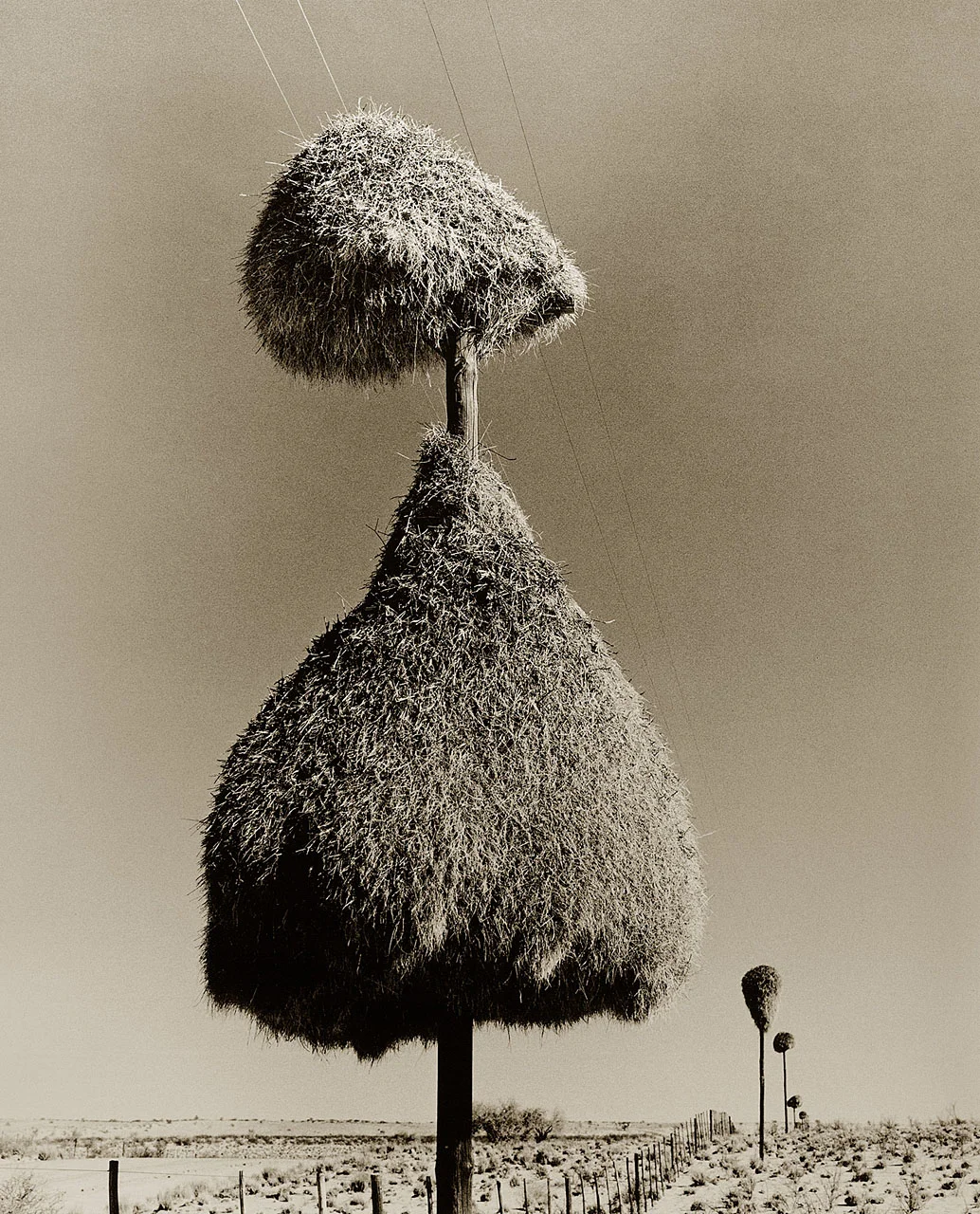 Social-Weaver Nest 4