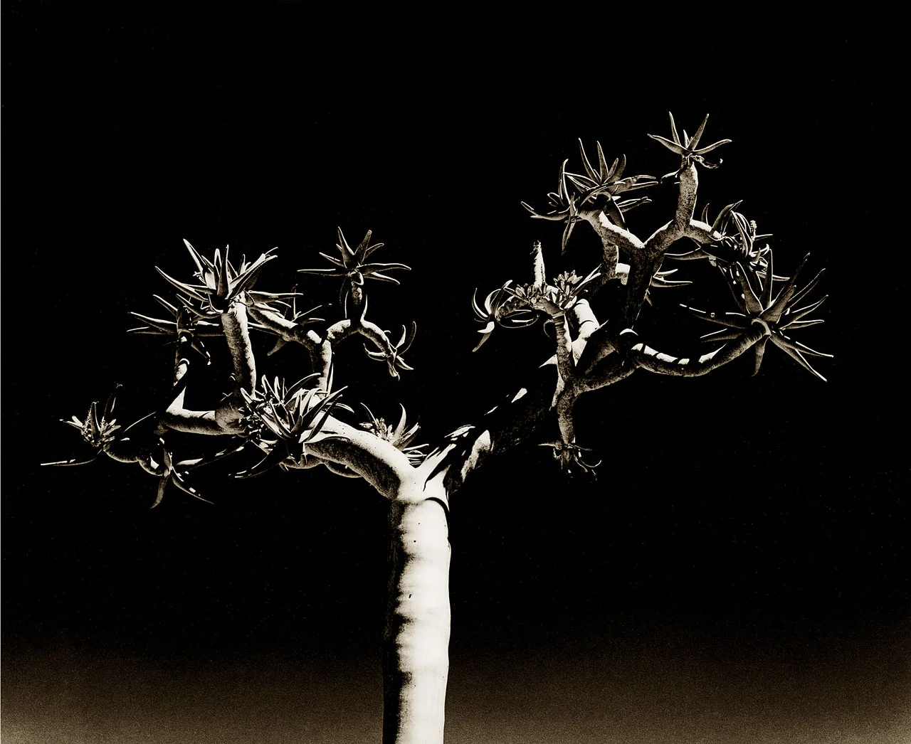 Quiver Tree 2