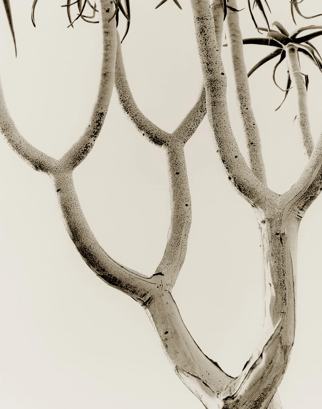 Quiver Tree 6