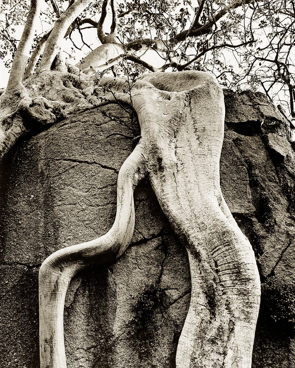 Strangler Root