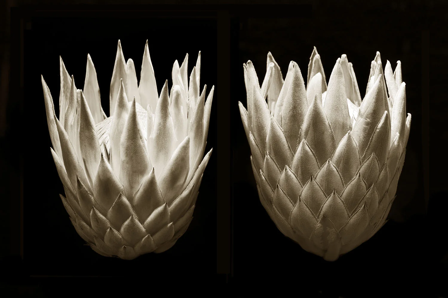 Protea
