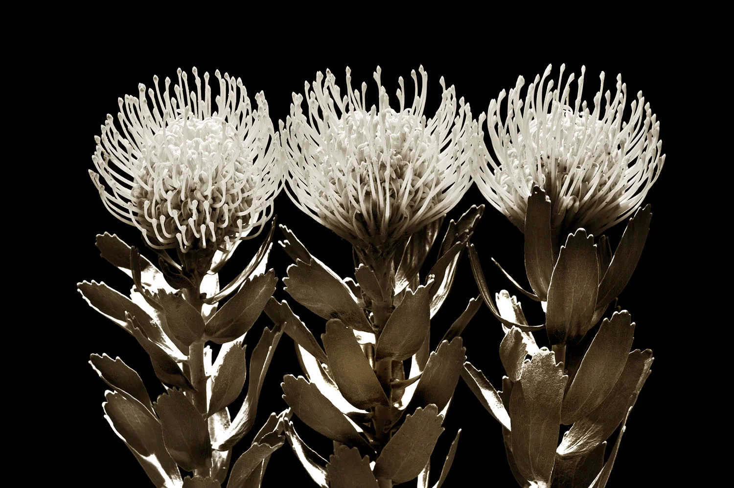 Pincushion Protea