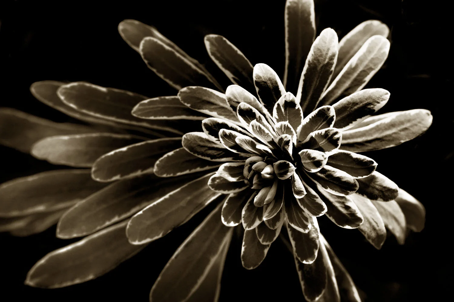 Euphorbia