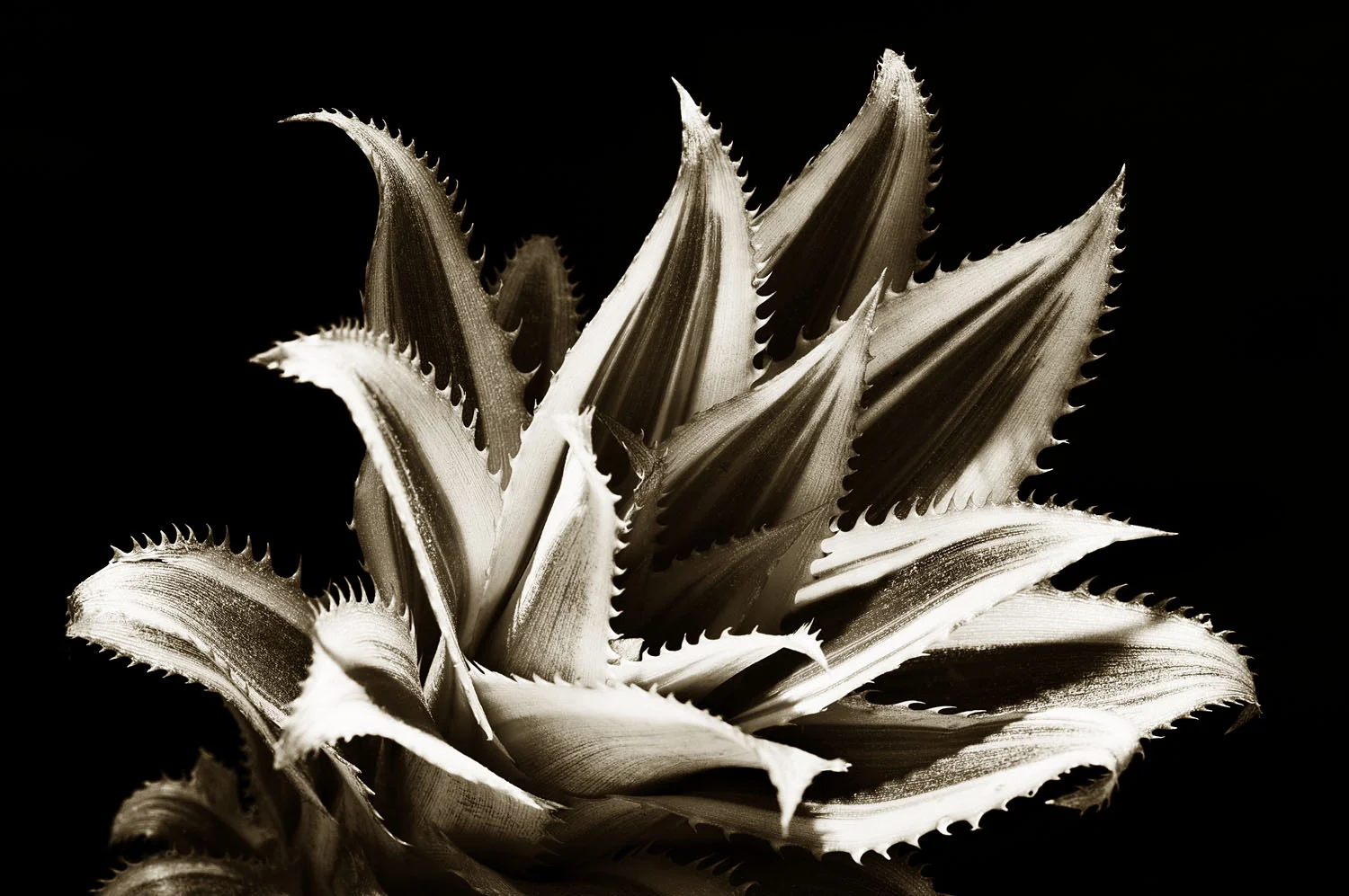 Ornamental pineapple