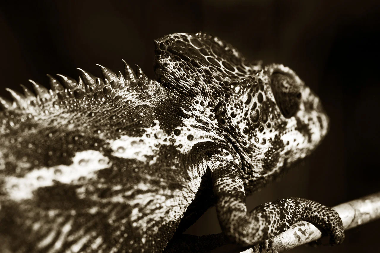 Porter Chameleon