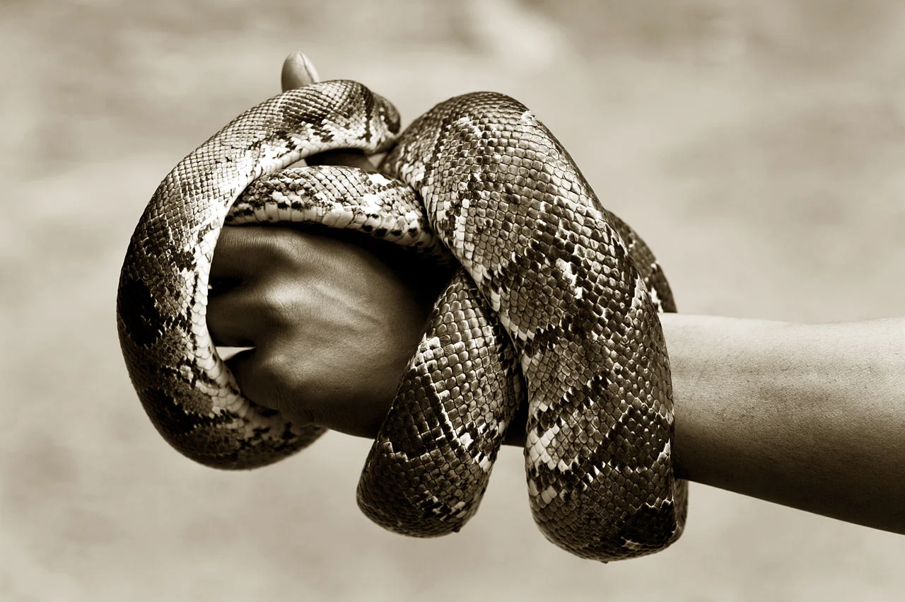 Tree Boa