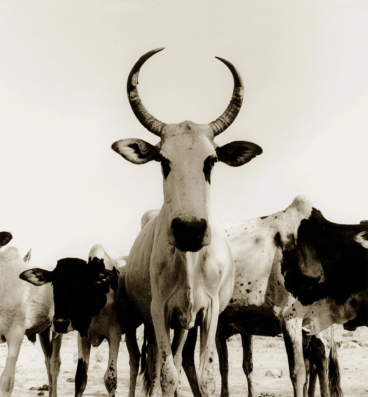 Zebu