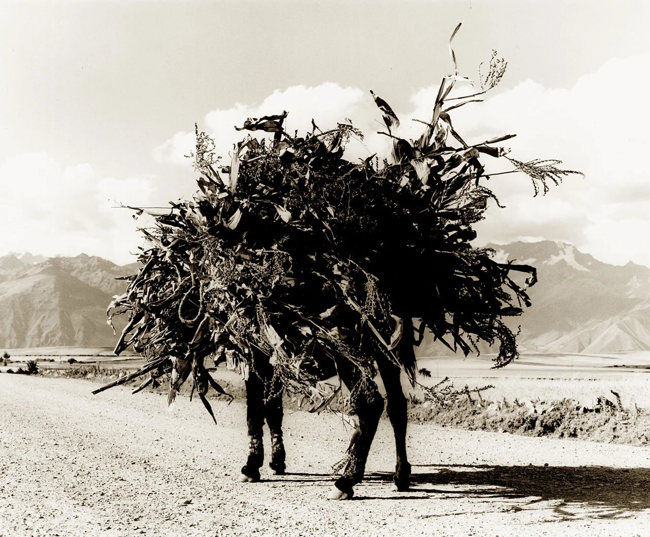 Andes Donkey