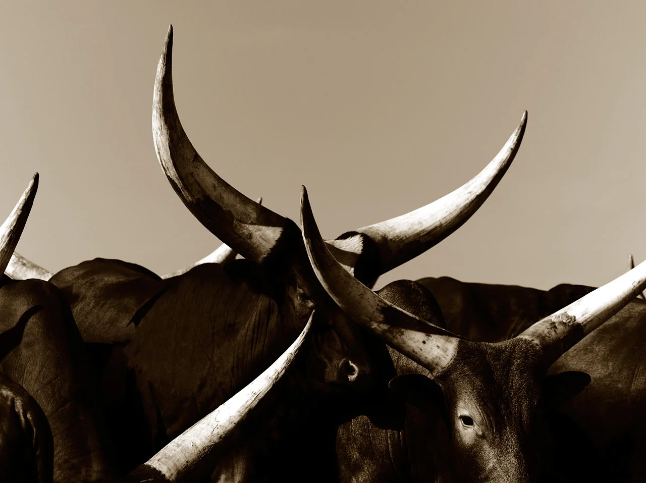 Ankole 3