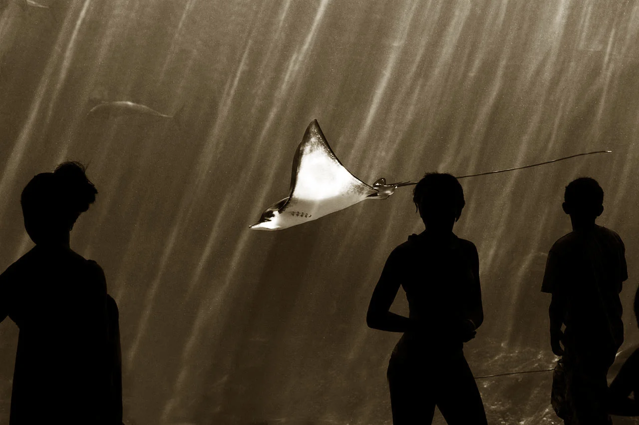 Ray