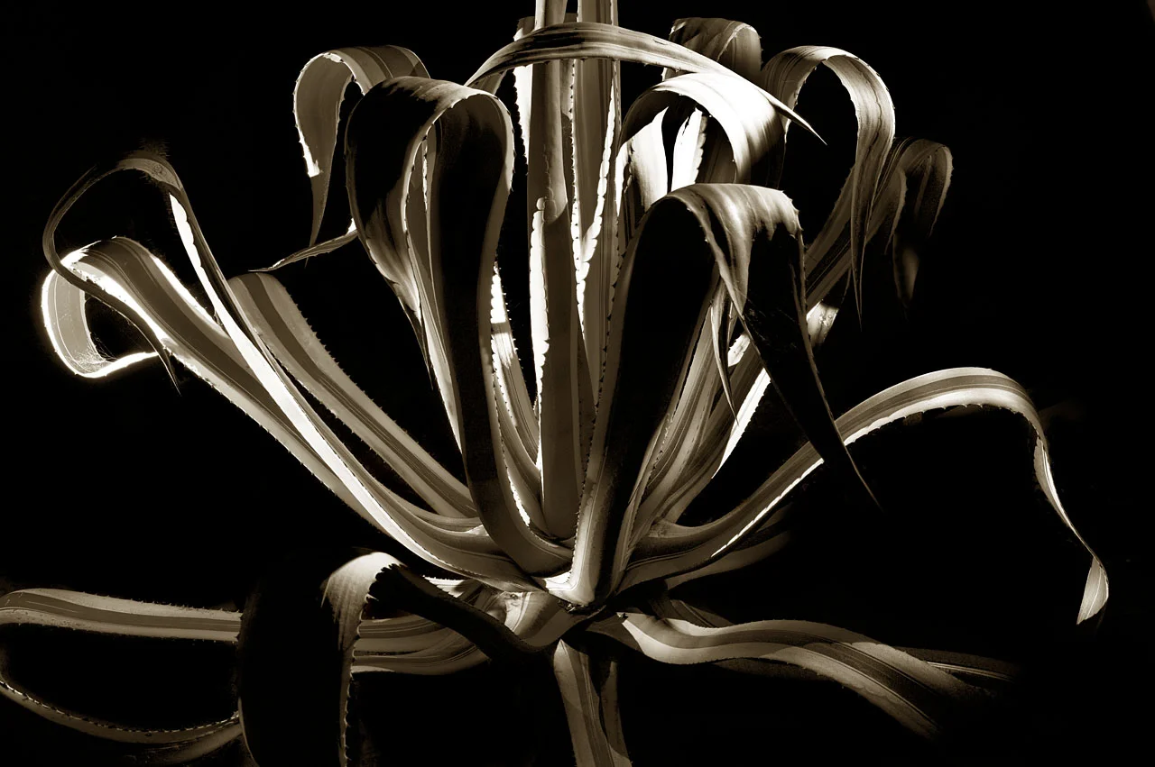 Agave