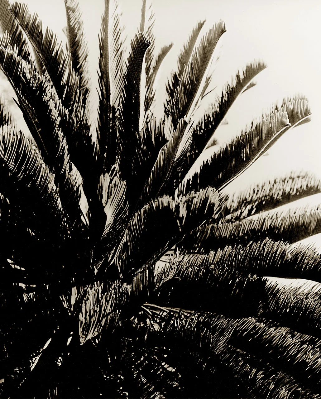 Cycad
