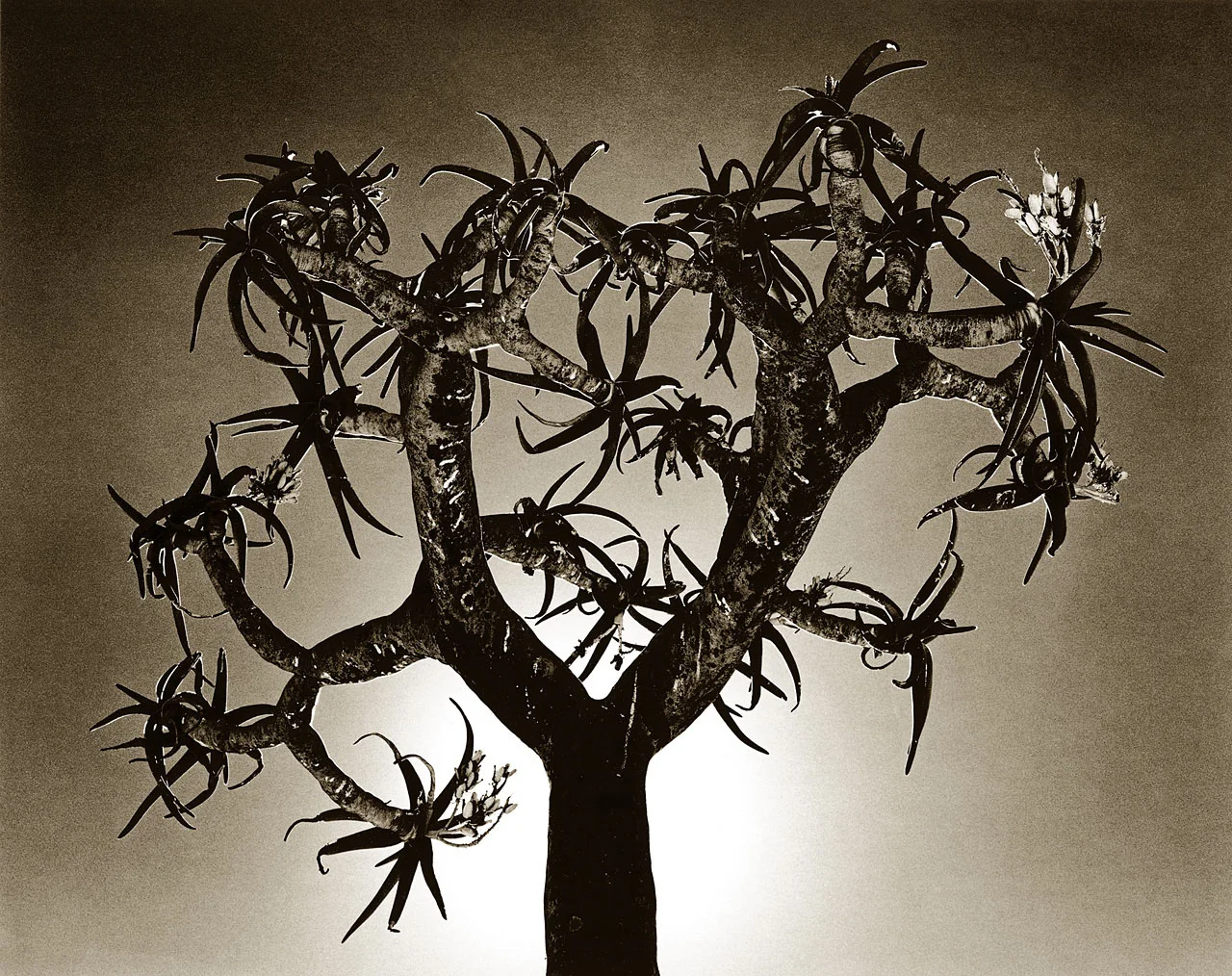 Quiver Tree 3