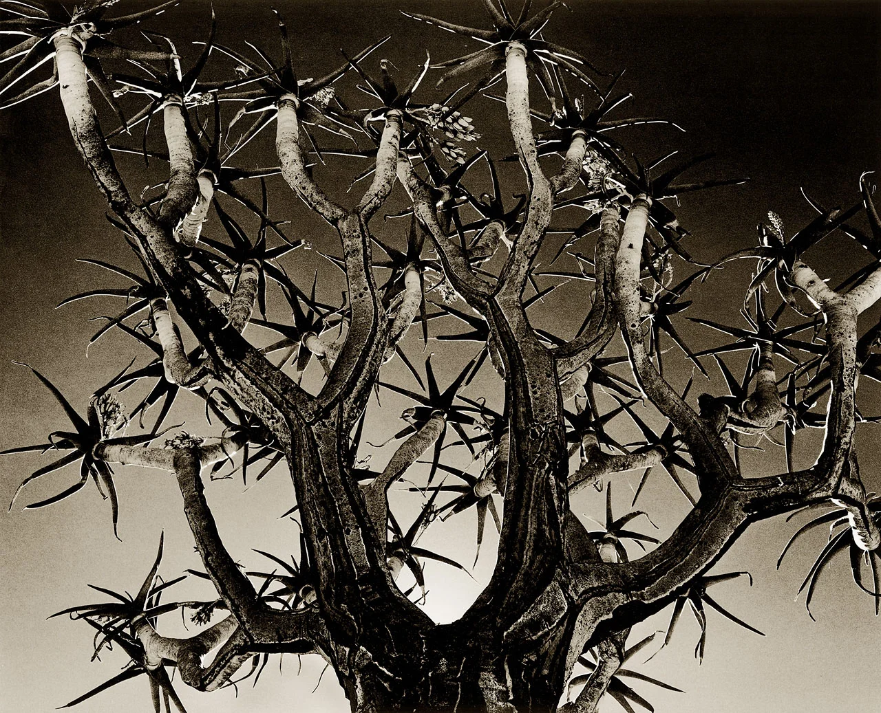 Quiver Tree 4