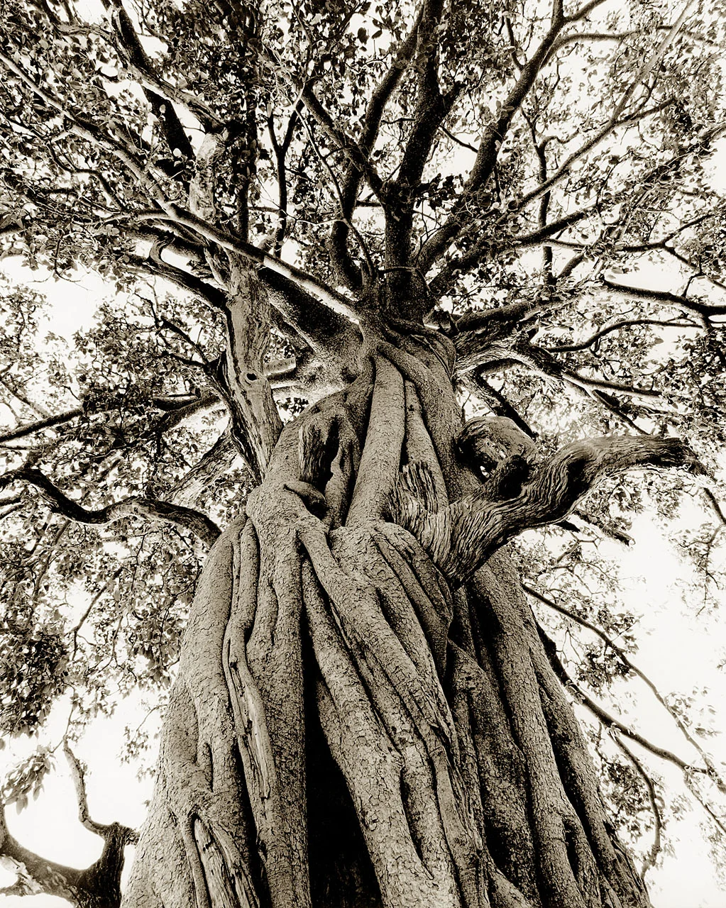Strangler Trunk