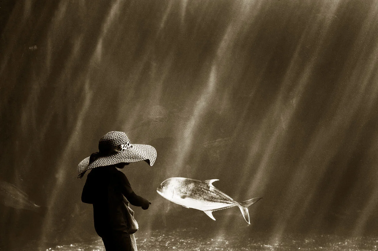 Kingfish