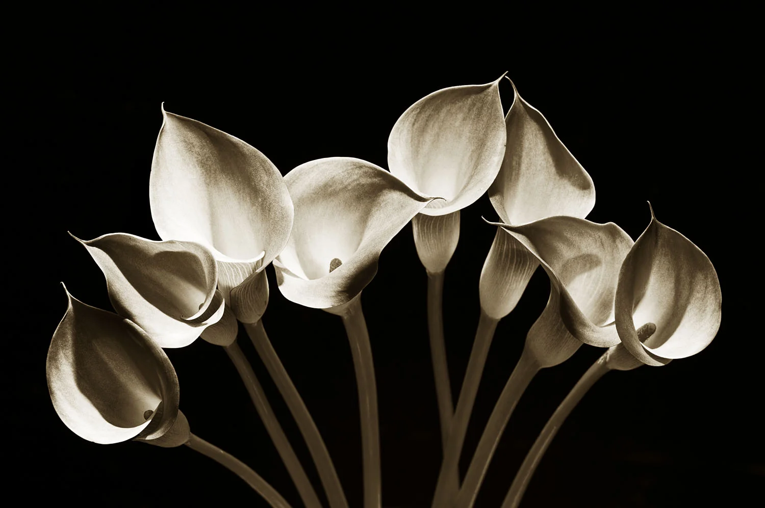 Arum lilies
