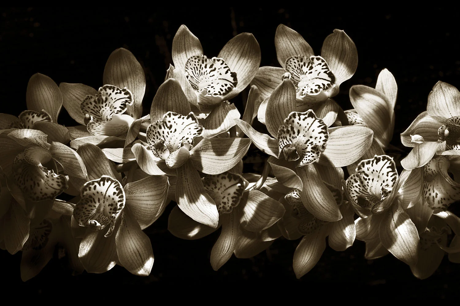 Orchid