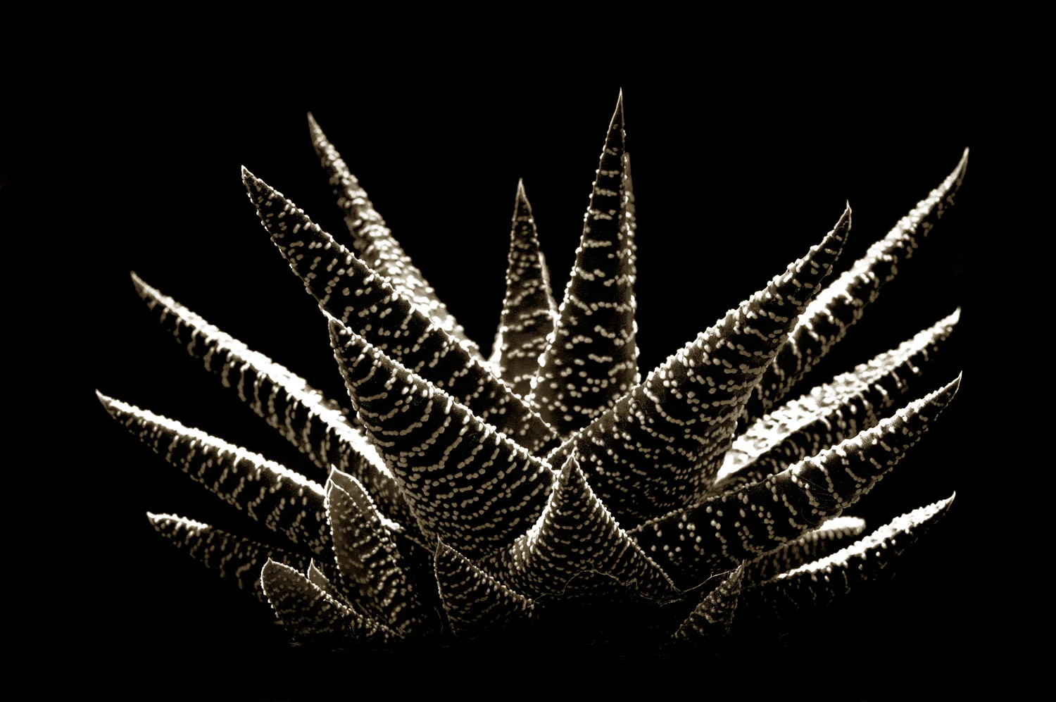 Haworthia