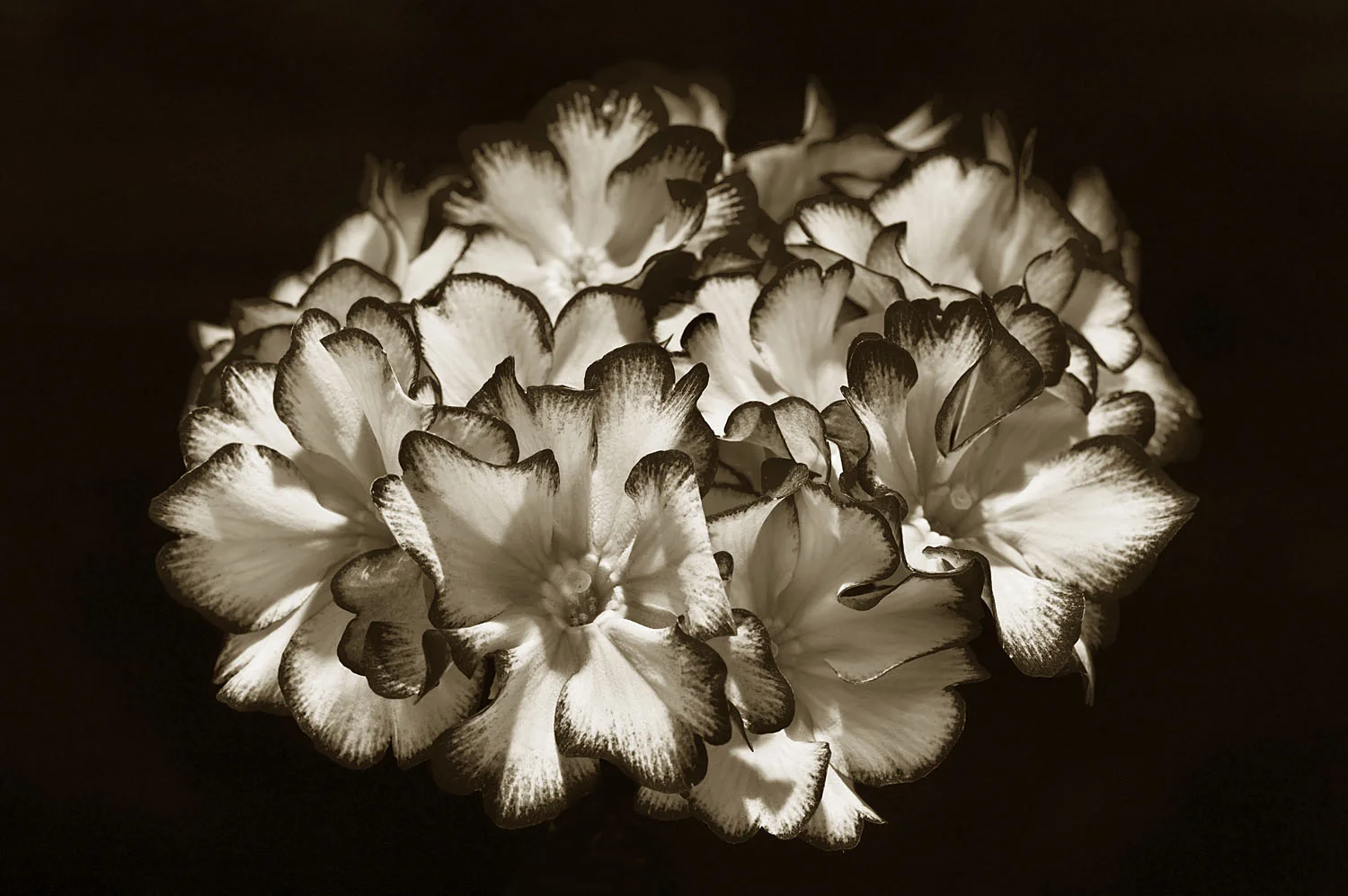 Primula