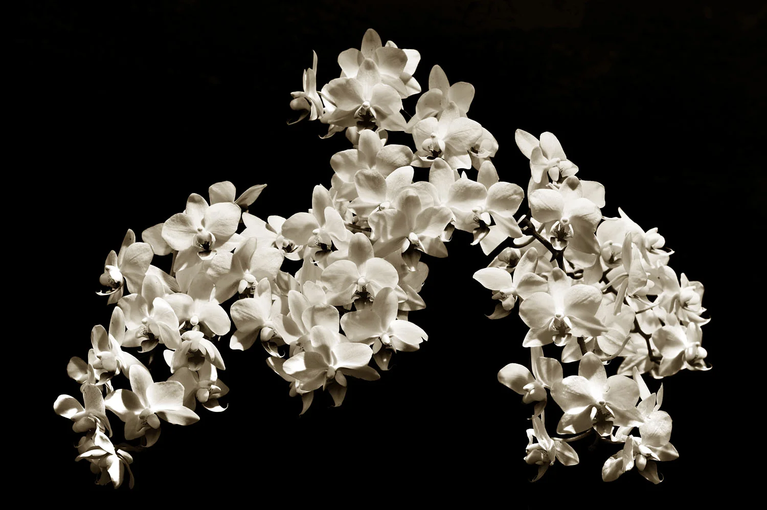 Phalaenopsis