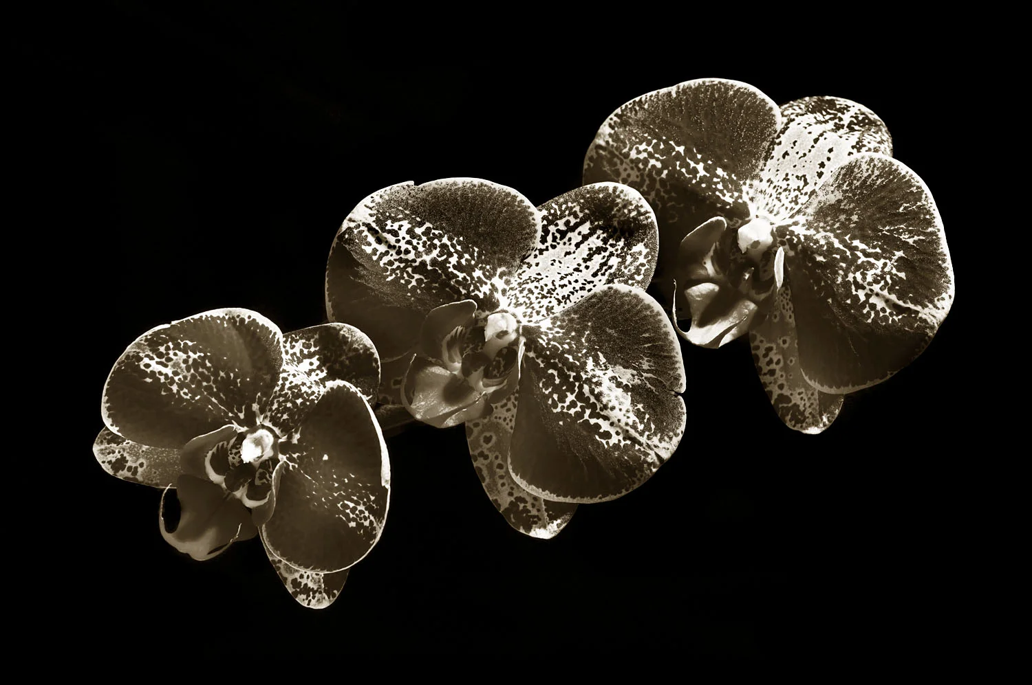 Orchid 1